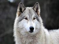 Avvertenze di comportamento con la specie lupo