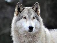 Avvertenze di comportamento con la specie lupo