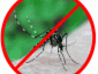 Intervento disinfestazione adulticida zanzara tigre